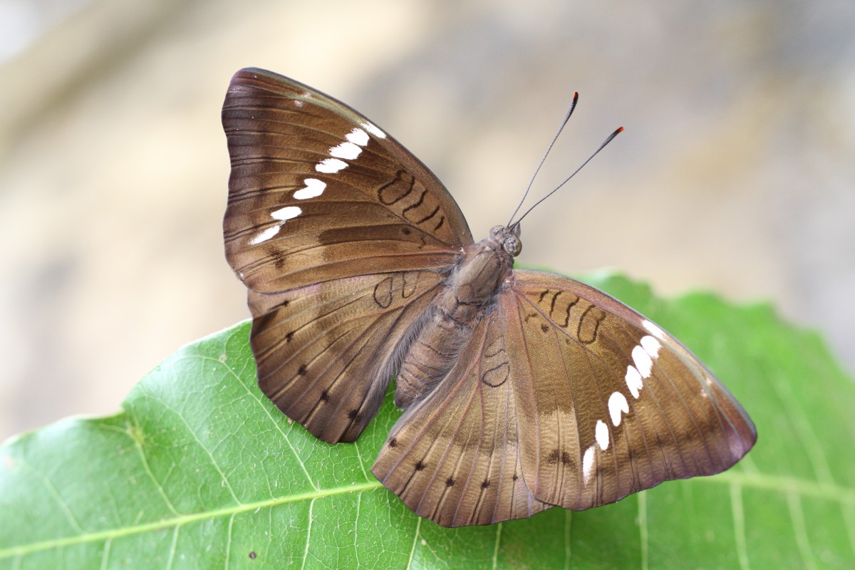 Euthalia aconthea   Moore, 1858